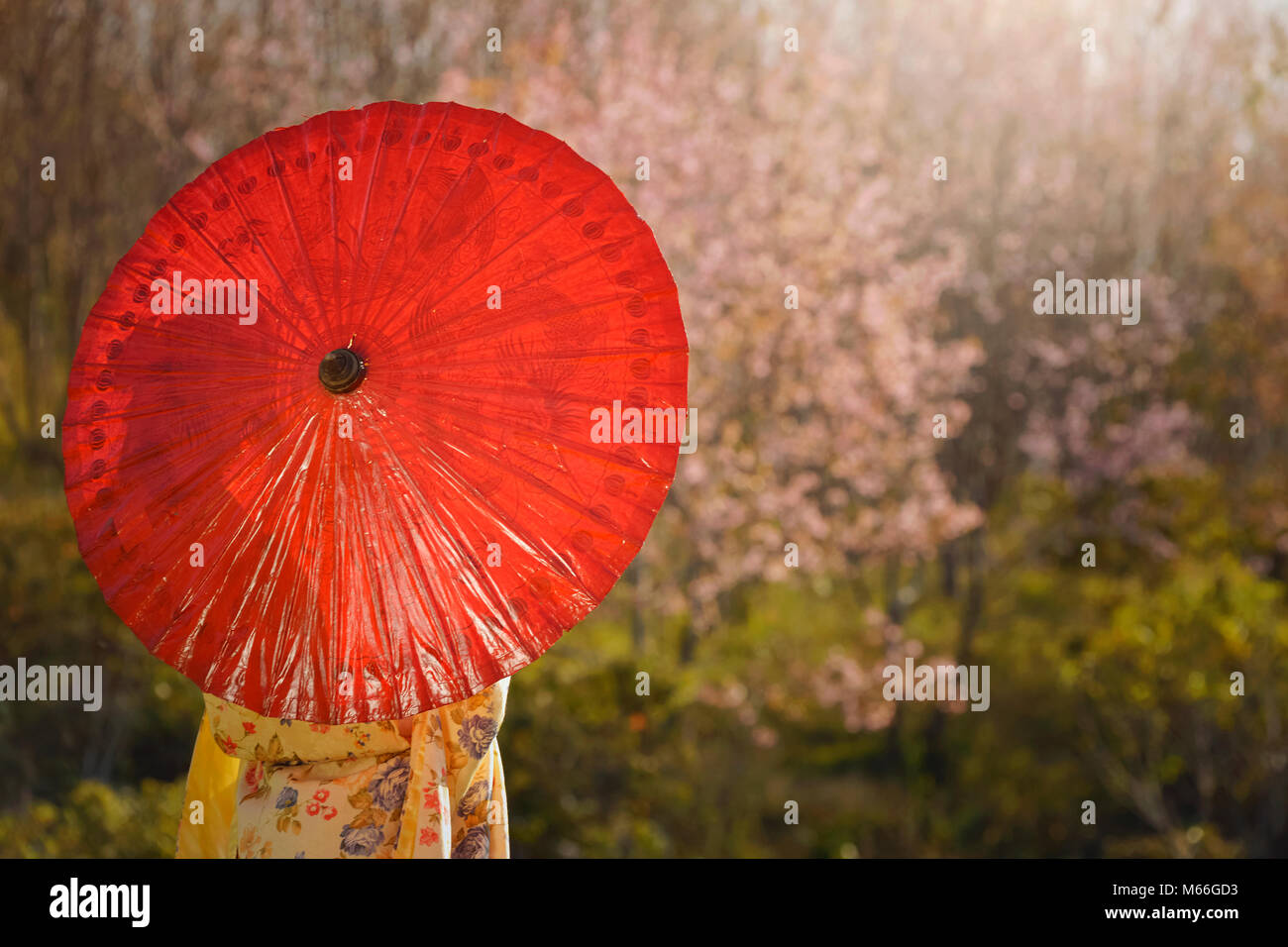 Porträt einer Frau, die in einem Cherry Orchard tragen traditionelle japanische Kimono Stockfoto