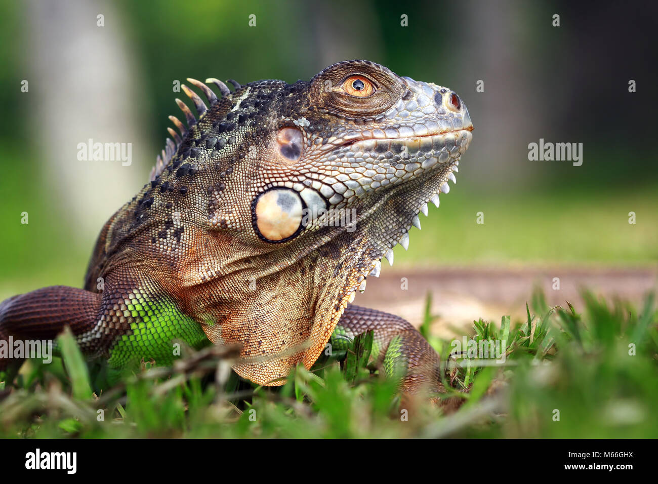 Close-up ein Leguan, Indonesien Stockfoto