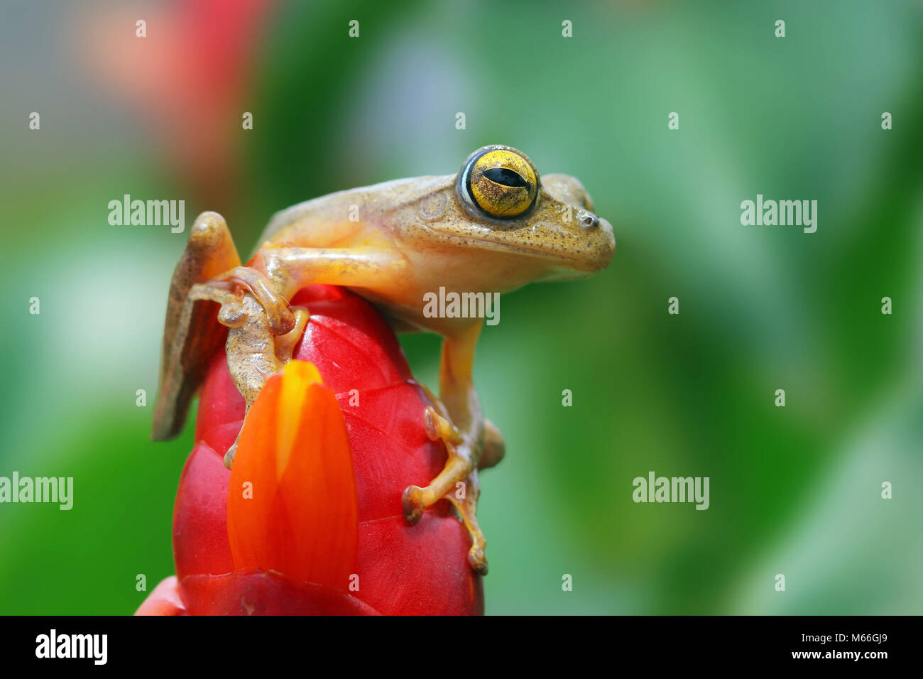 Harlekin blume -Fotos und -Bildmaterial in hoher Auflösung – Alamy