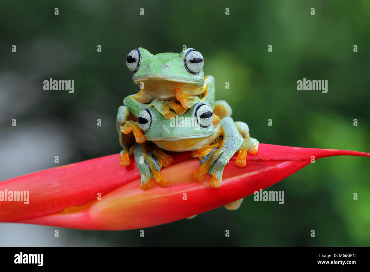 Zwei Javanbaumöschchen sitzen übereinander, Indonesien Stockfoto