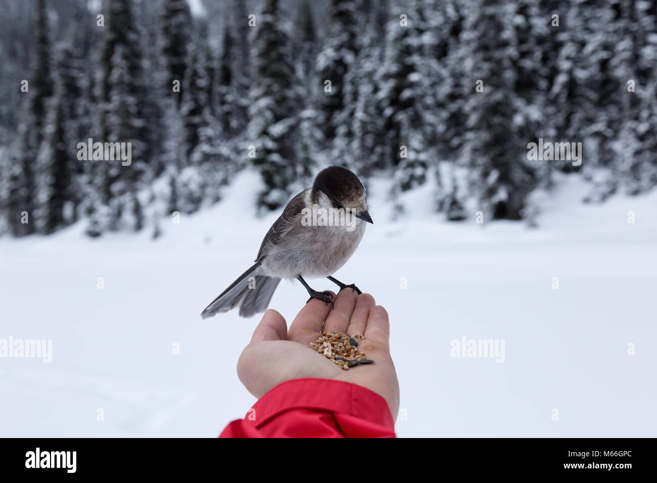 Grau Jay saß oben auf der Hand essen Körner. In Joffre Lakes, nördlich von Vancouver, British Columbia, Kanada. Stockfoto