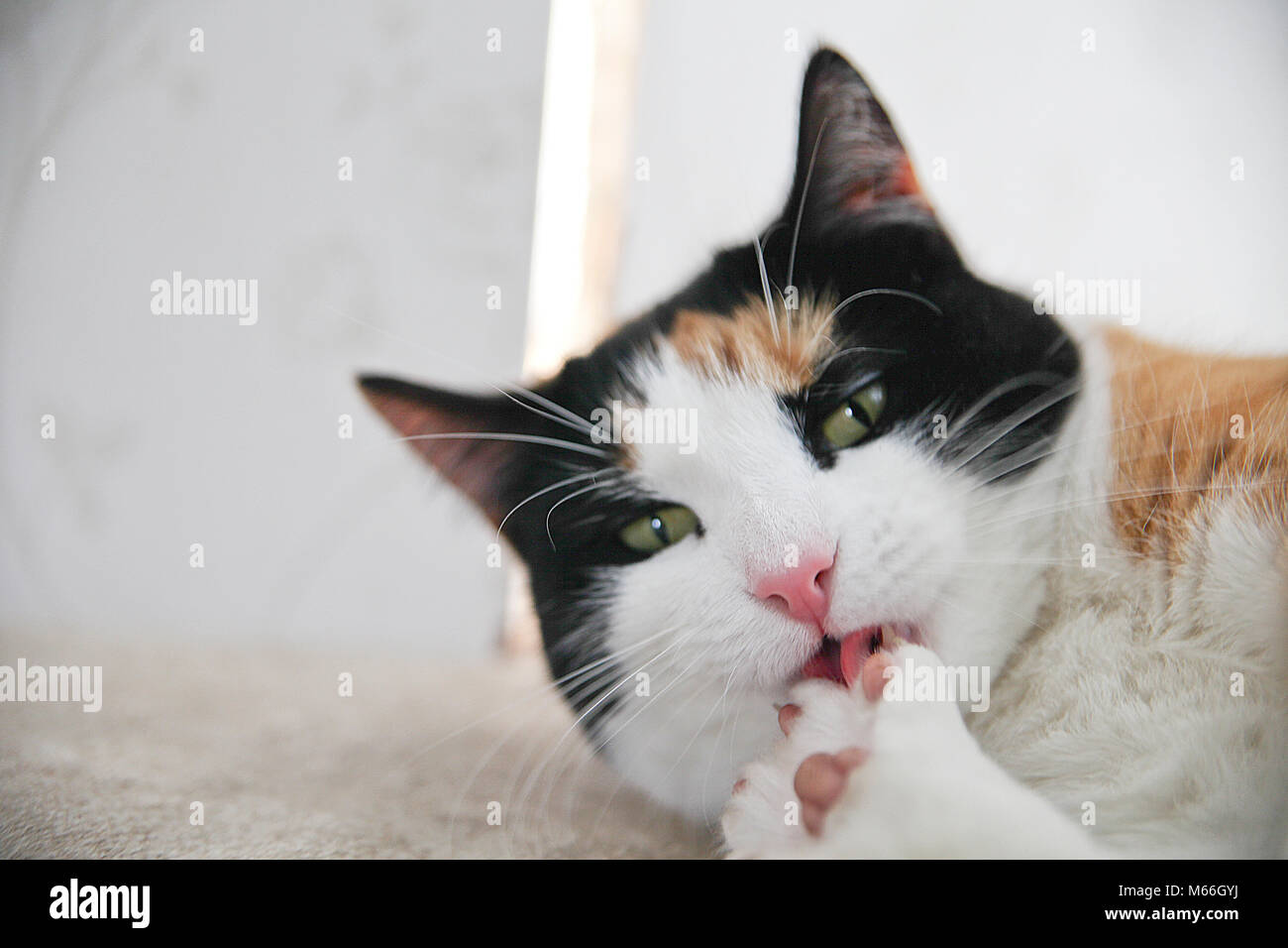 Leben wie eine Katze Stockfoto