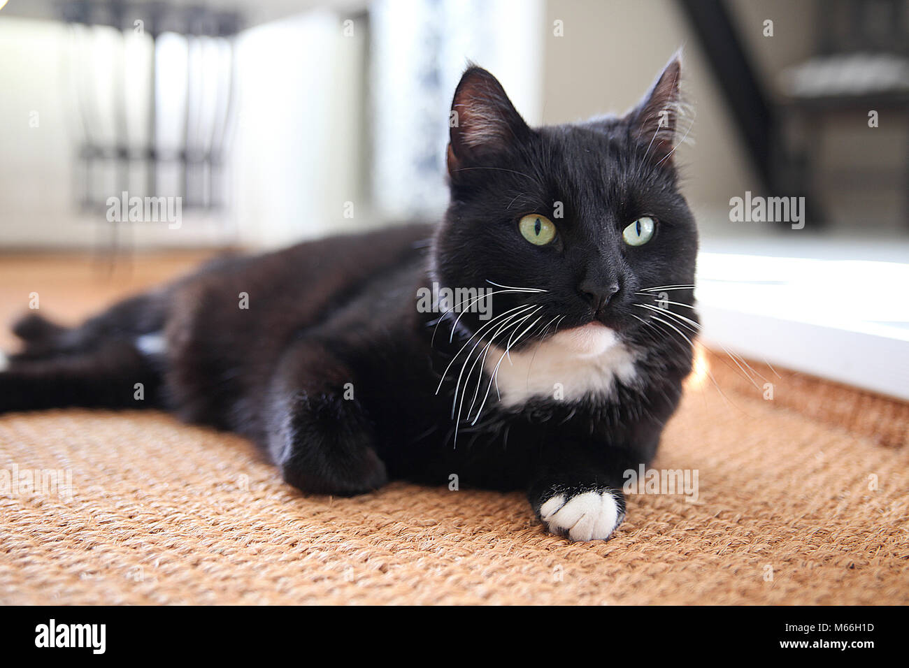 Katze im Alltag Stockfoto