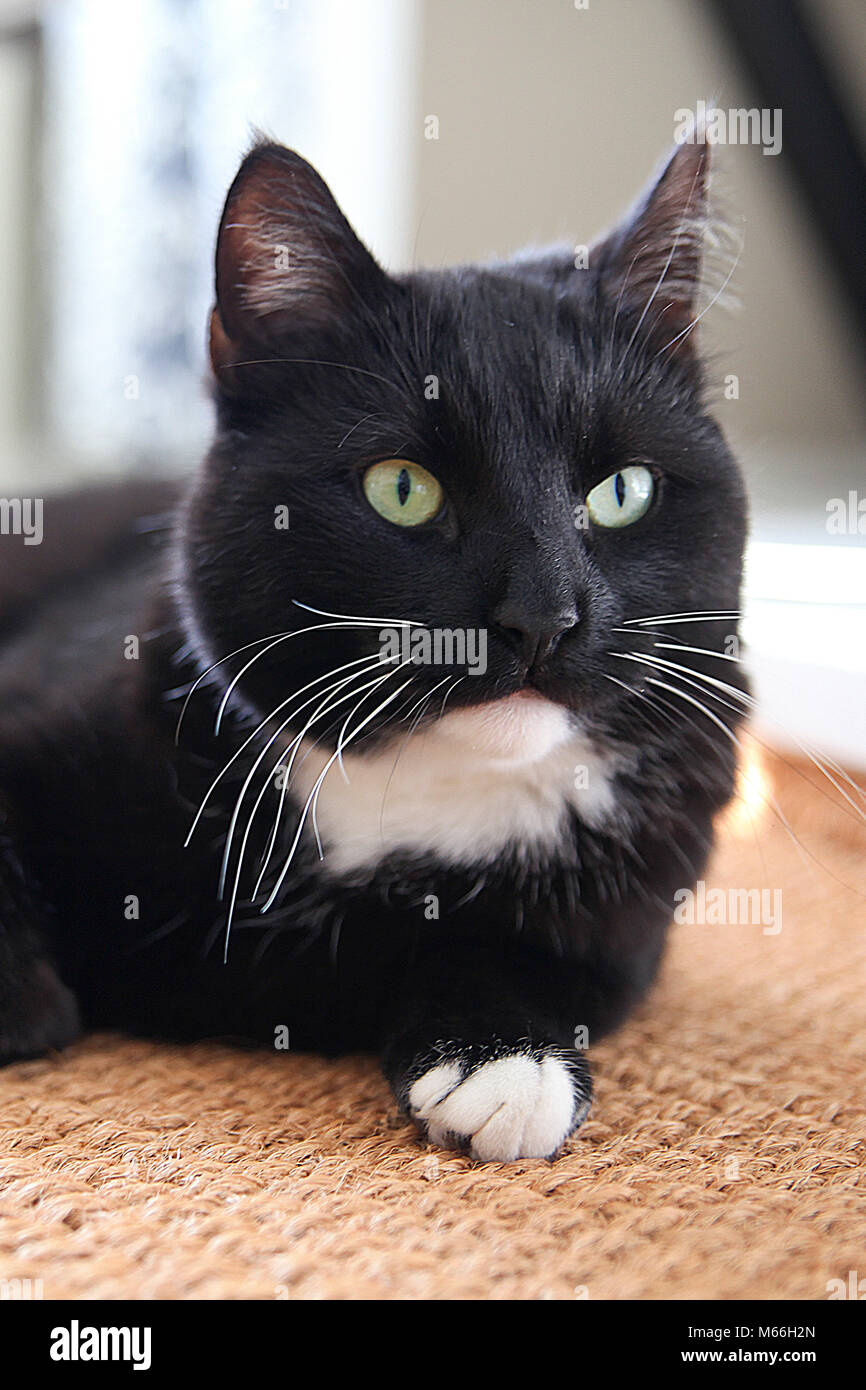 Katze im Alltag Stockfoto