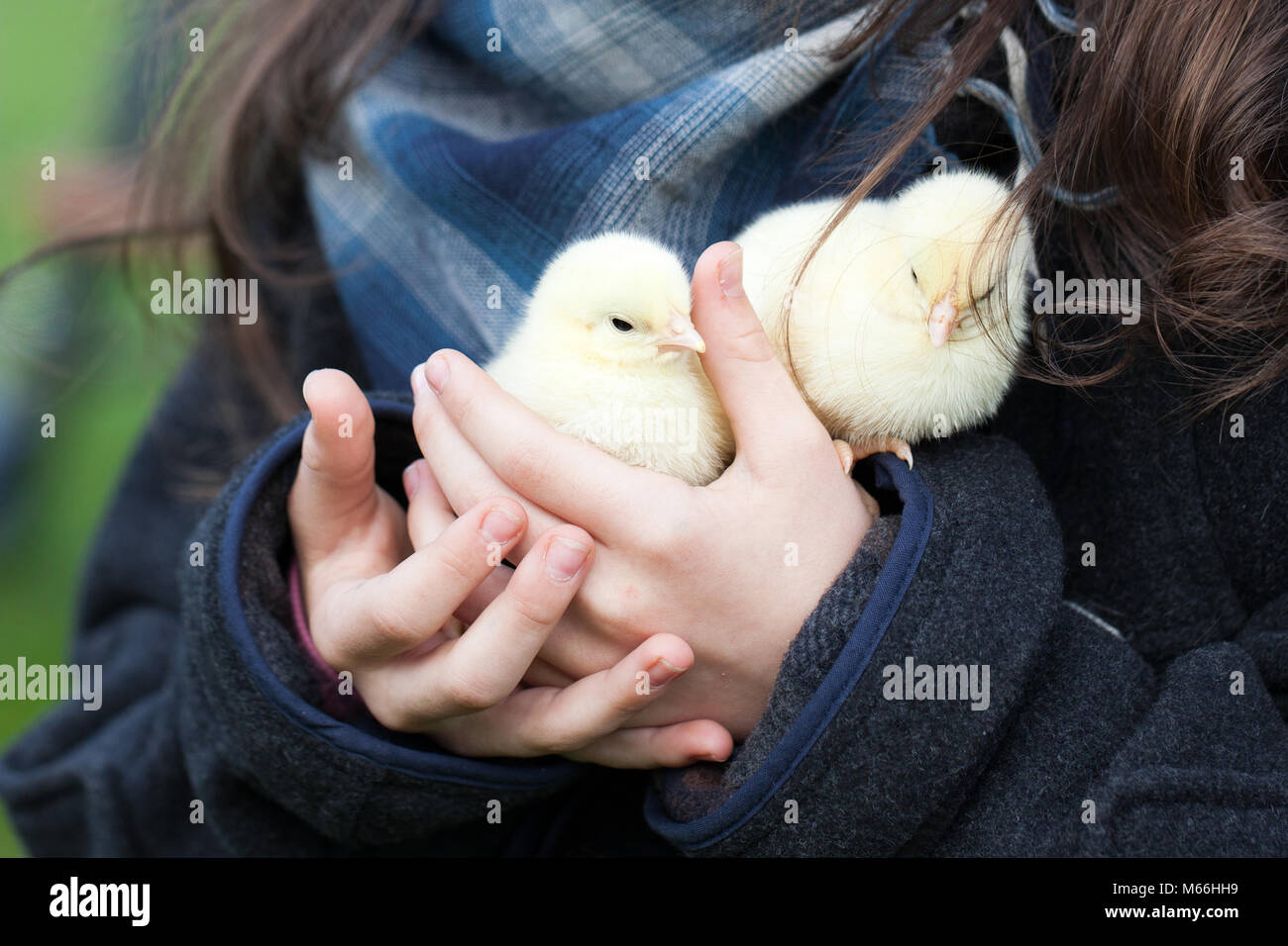 Pelzige Hühner Stockfotos Und Bilder Kaufen Alamy 