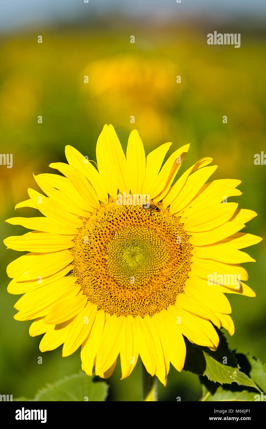 Zwei reife Sonnenblumen Köpfe in einem sonnenblumenfeld stehen vor der Morgensonne während Bienen Pollen sammeln Stockfoto