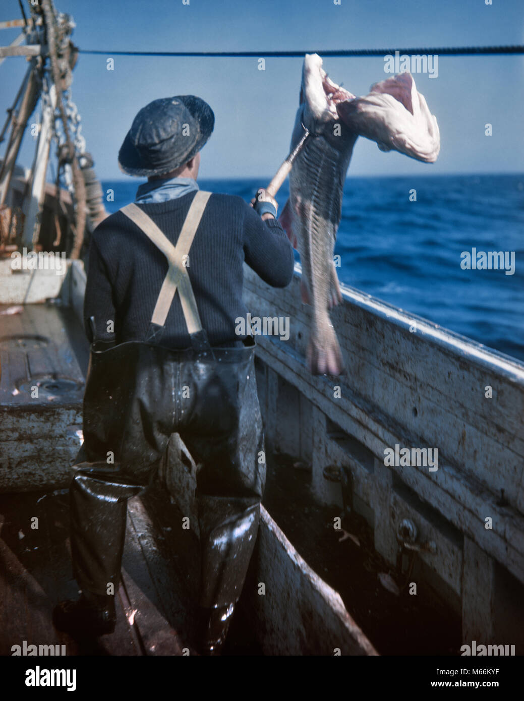 1950 Arbeiter An Bord Kommerzielle Deep Sea Fishing Boat Spearing