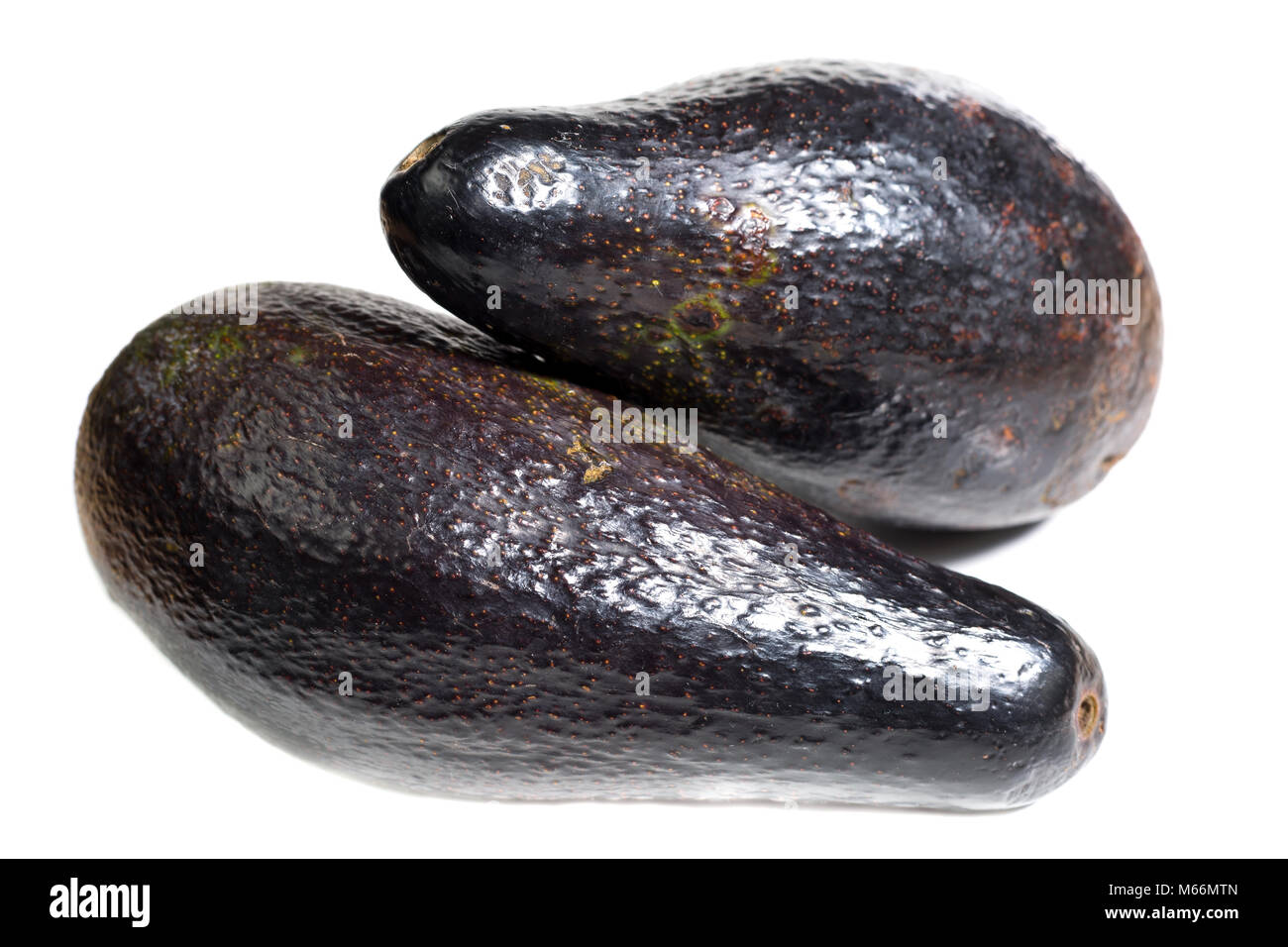 Ecuadorianischen schwarz avocado Sorte namens Nacional Stockfoto