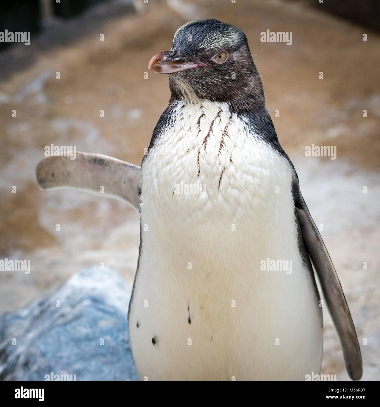 Yellow-eyed Pinguin (Megadyptes antipodes), Südinsel, Neuseeland Stockfoto