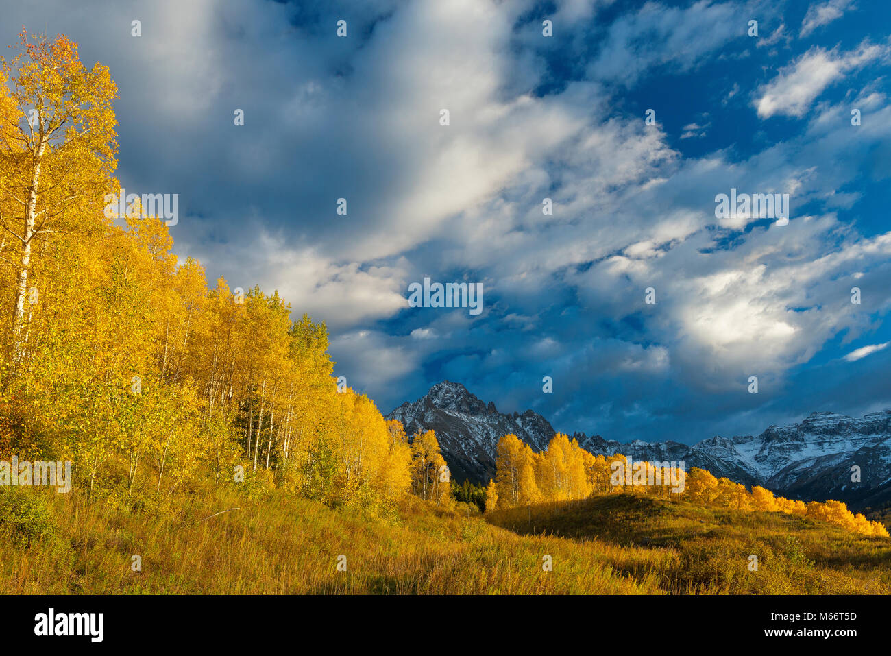 Sonnenuntergang, Aspen, Populus tremula, Mount Sneffels, Dallas Divide, Uncompahgre National Forest, Colorado Stockfoto
