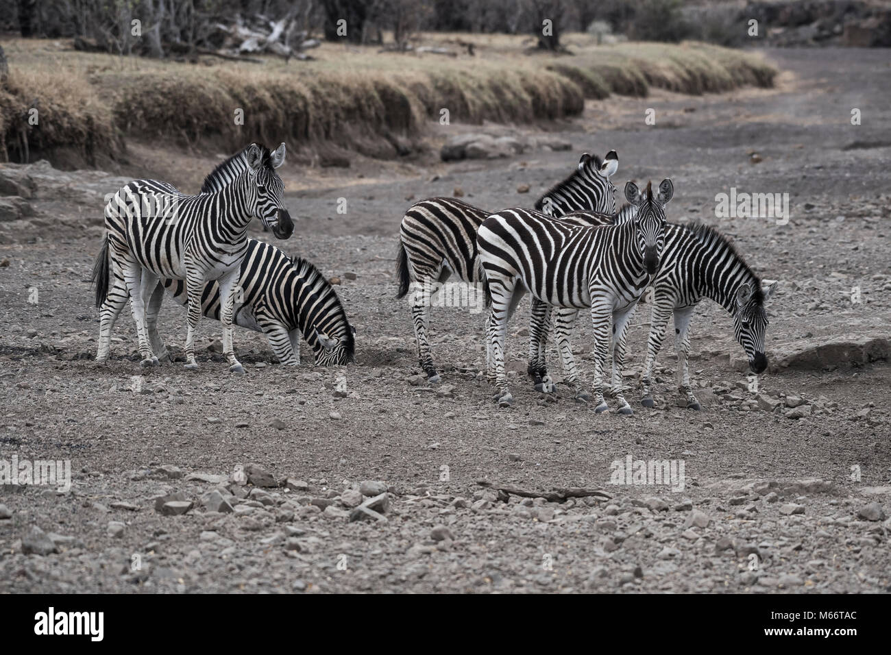 Ebenen Zebras (Equus quagga) auf der Suche nach Wasser im trockenen Flussbett, Mashatu Game Reserve, Tuli Block, Botswana Stockfoto