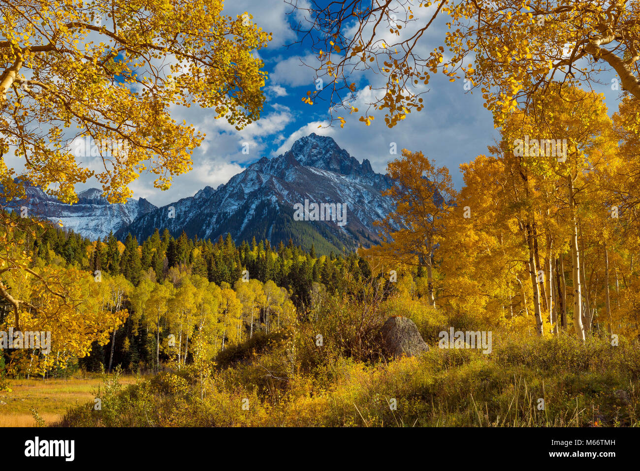 Aspen, Populus tremula, Mount Sneffels, Dallas Divide, Uncompahgre National Forest, Colorado Stockfoto