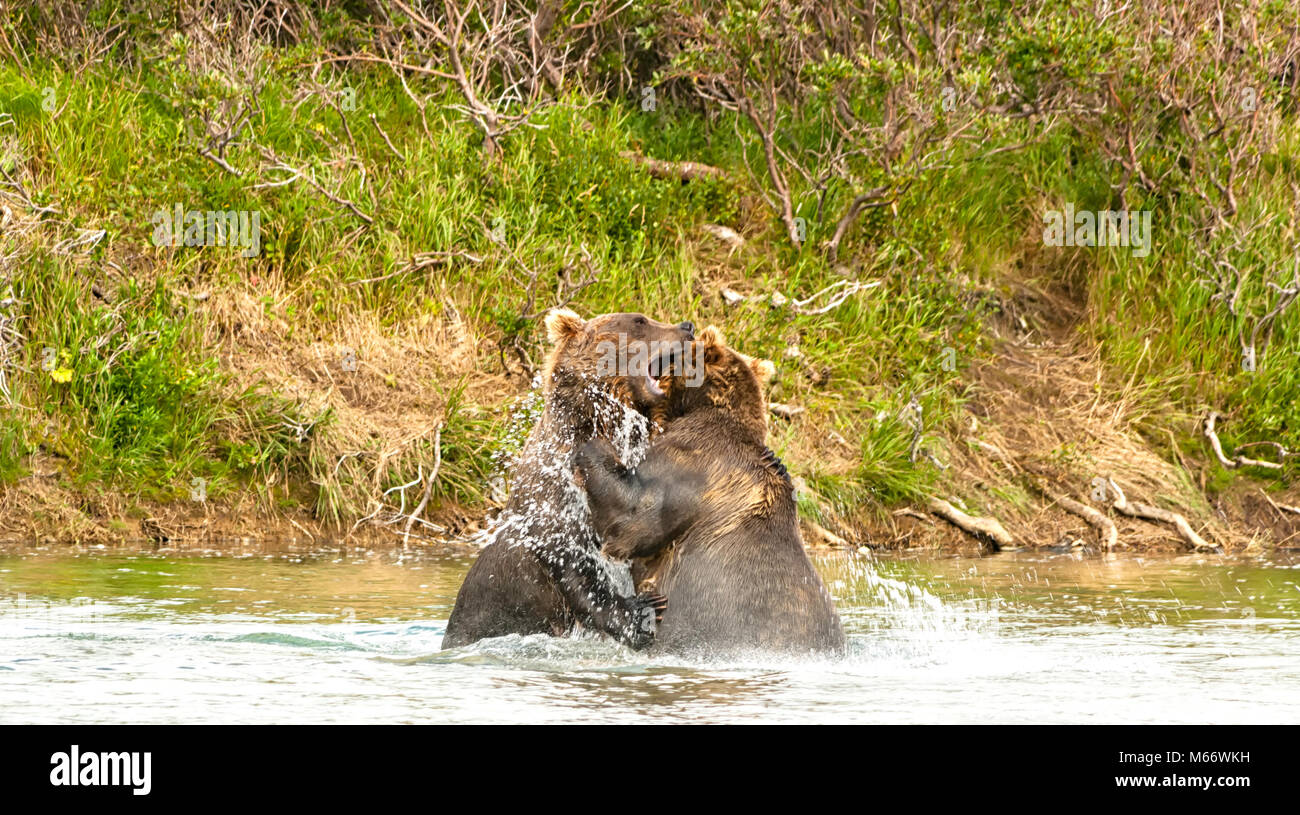 Zwei riesige Braunbären in einem Fluss im Katmai Alaska Peninsula, kämpfen. Die Tierwelt im Gebiet von Alaska im Sommer Stockfoto