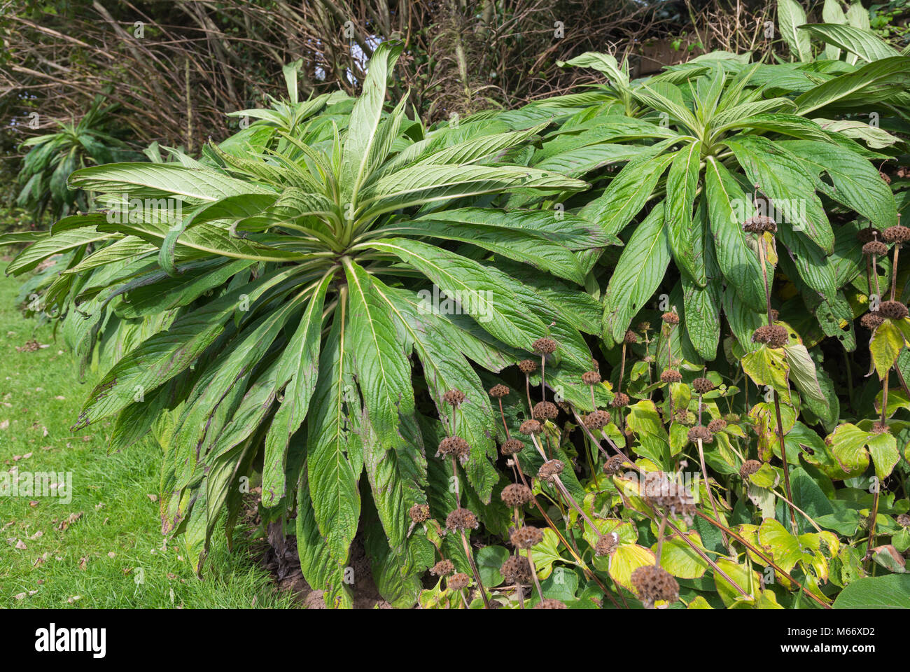Nicht-blühende Natternkopf (Echium pininana Pflanze Baum, Kiefer Natternkopf, riesige Viper's Bugloss) bevor es Blumen im Sommer in Großbritannien. Stockfoto