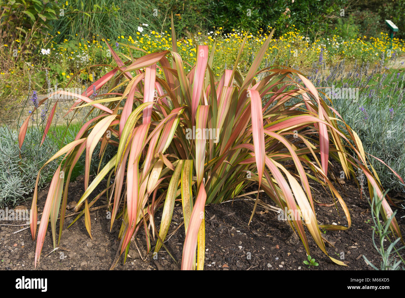Phormiun Hybride 'Maori Maiden' (Neuseeland Flachs) immergrüne Staude Strauch wächst im Spätsommer (September) in Großbritannien. Stockfoto