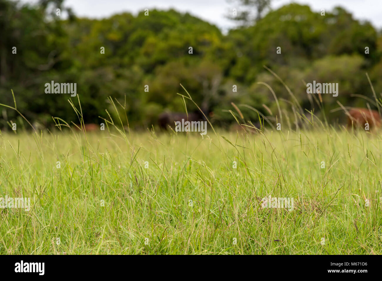 Paspalum Gras (Paspalum dilatatum) Samen stammt aus langen ungeschnittenen Gras auf einer Farm in der Nähe von Scotts Head auf der NSW Nordküste von Australien Stockfoto
