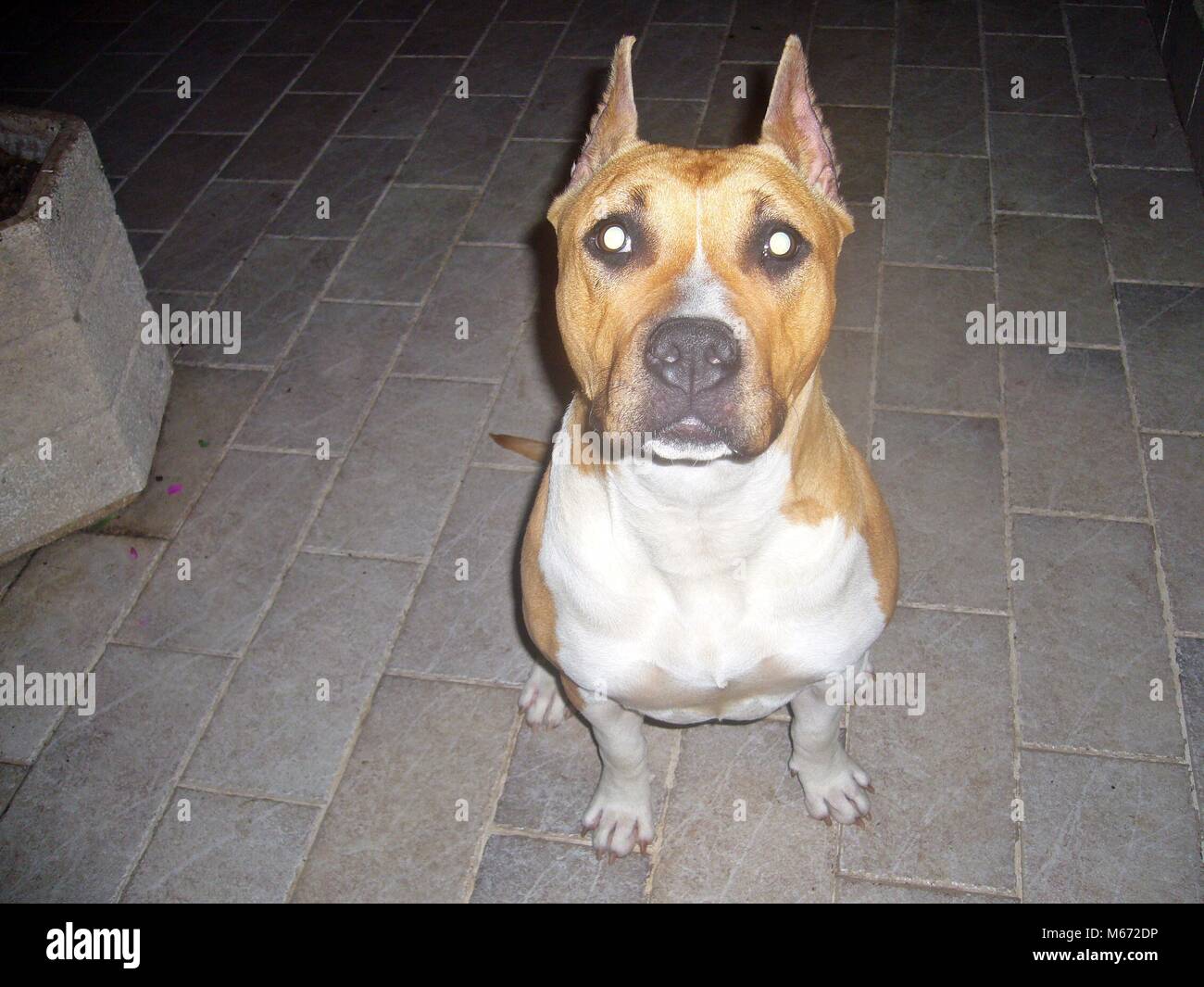 American Staffordshire Terrier Stockfoto