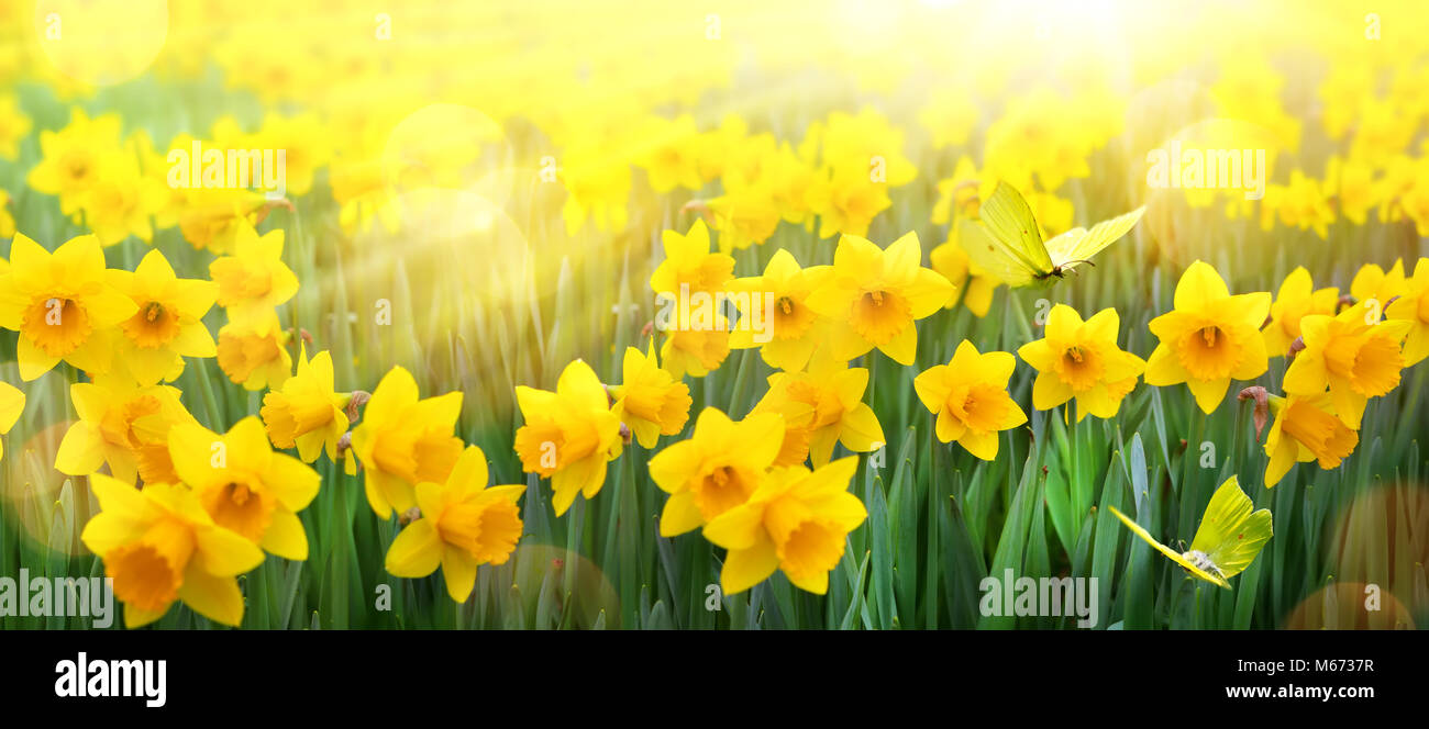Abstrakte Frühling Hintergrund; Feder gelbe Blume und Schmetterling Stockfoto