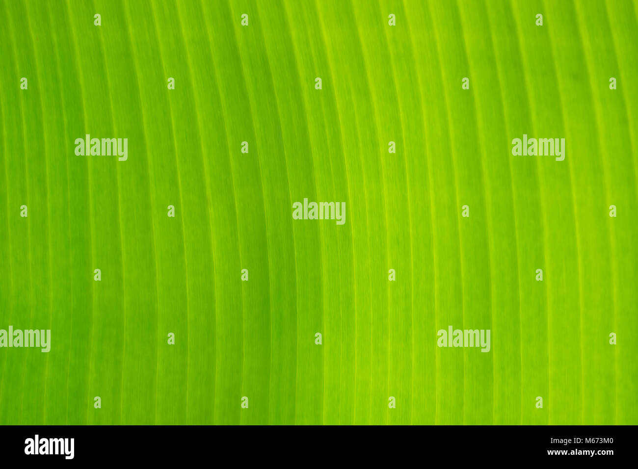 Schöne und bunte Bananenblättern als Hintergrund Stockfoto