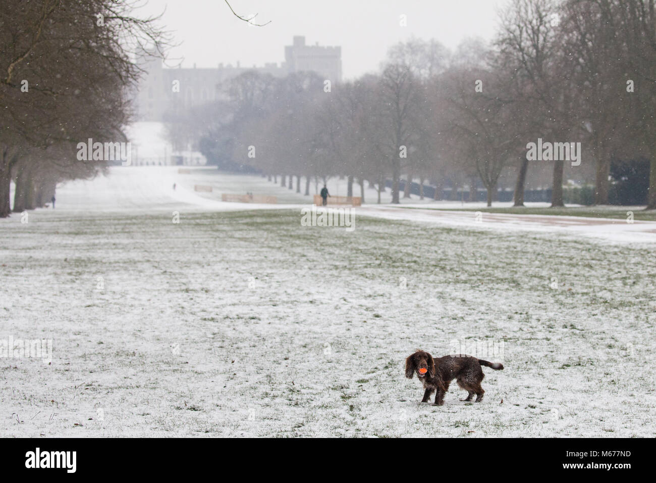 Windsor, Großbritannien. 1. März, 2018. UK Wetter: Ein Hund spielt mit einem Ball im Windsor Great Park. Lokale Bewohner erwachte zu einer nächtlichen Schneefall in Windsor, Berkshire, und wurden gewarnt mehr Schnee vom Mittag zu erwarten. Credit: Mark Kerrison/Alamy leben Nachrichten Stockfoto