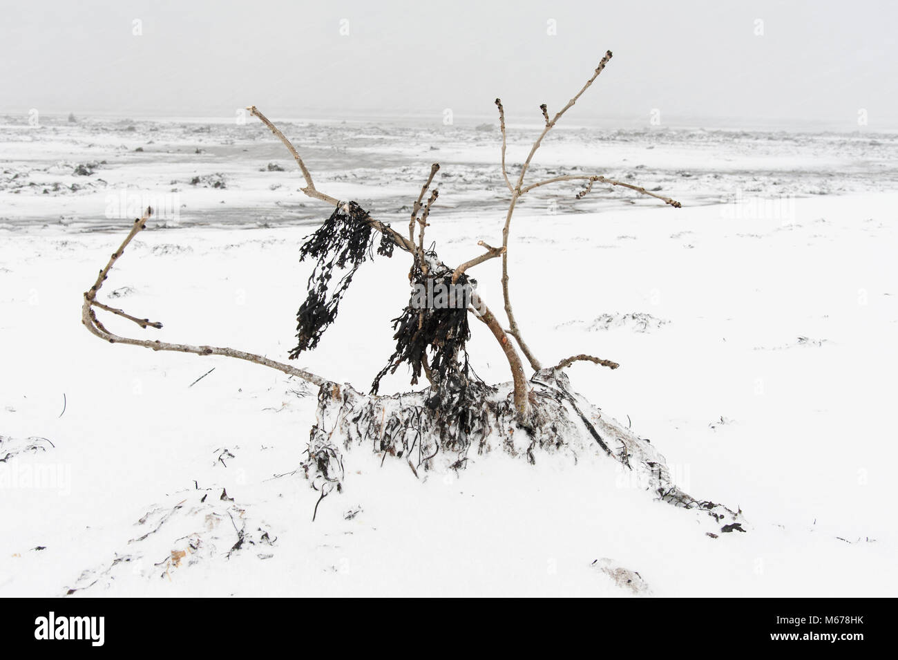 Longniddry, Schottland. 1 Mär, 2018. UK Wetter: Blizzard Bedingungen am Strand. Credit: Linda Jones/Alamy leben Nachrichten Stockfoto