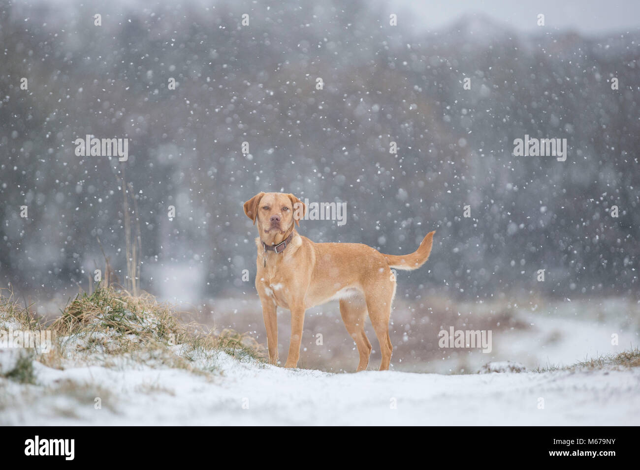 Cardiff, Wales, UK, 1. März, 2018. UK Wetter: Ein Hund trotzt der Schnee an einem Tag, an dem schweren Schnee über Großbritannien prognostiziert wird. Credit: Mark Hawkins/Alamy leben Nachrichten Stockfoto
