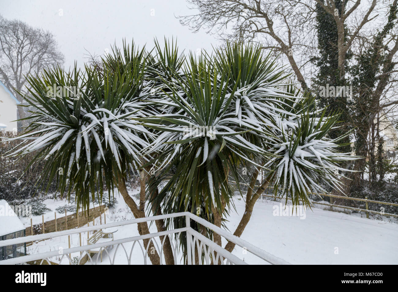 Schnee bedeckt die Blätter der Cordyline australis in Devon Garten. Stockfoto