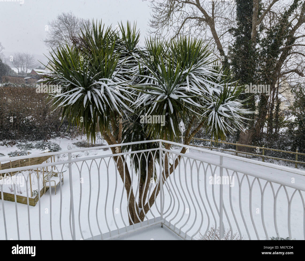 Schnee bedeckt die Blätter der Cordyline australis in Devon Garten. Stockfoto