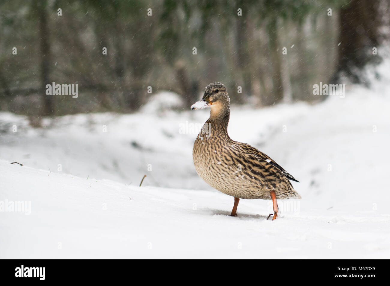 Longleat Center Parcs, Wiltshire. 1 Mär, 2018. UK Wetter: Eine Ente Wanderungen durch den Schnee in Longleat Center Parcs in Wiltshire. Ein großer Teil der South West und Wales hat geschlagen worden durch Sturm Emma, Schneestürme und starker Schneefall. 1. März 2018 Credit: Adam Gasson/Alamy leben Nachrichten Stockfoto