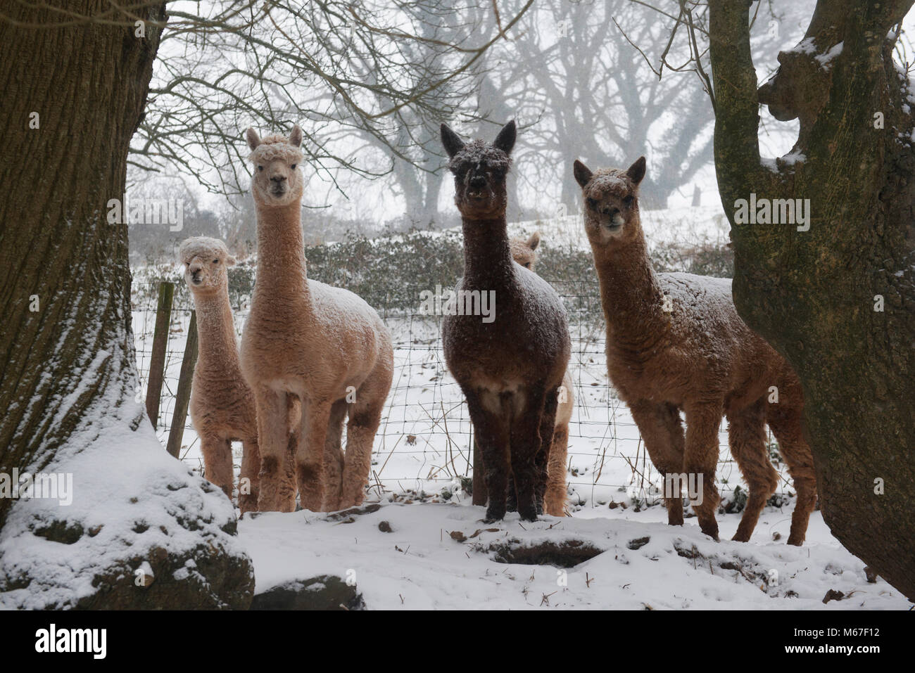 Verschneite Alpakas lugen zwischen den Bäumen an der Spitze der Chestnut Hill in Stoke Gabriel, Devon, während der Sturm Emma. Stockfoto