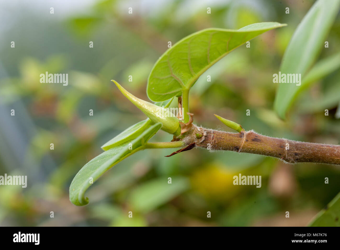 Gestielte Abb., Klippfikus (Ficus Saturnus) Stockfoto