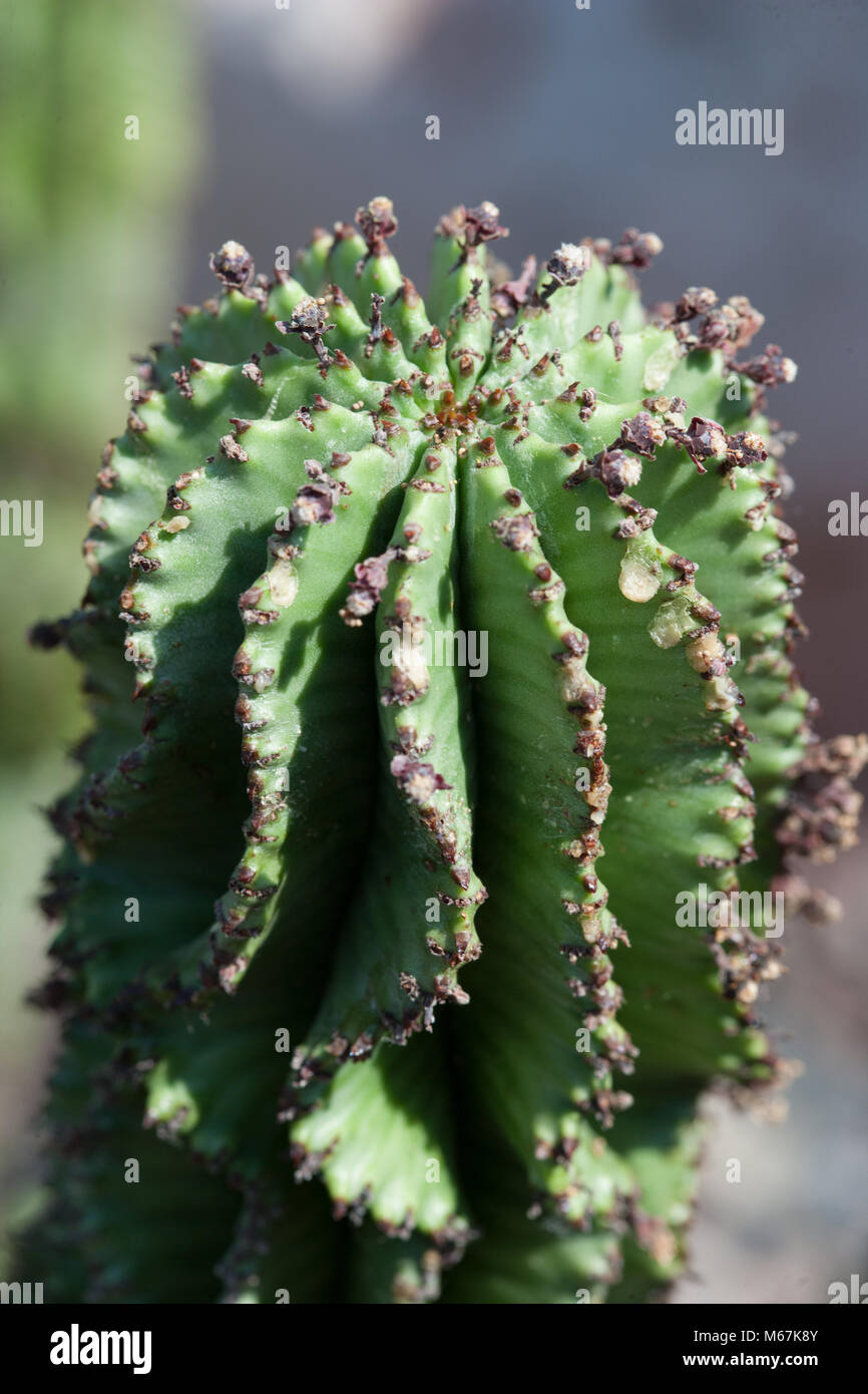 Afrikanische Milch Barrel, Spikeuforbia (Euphorbia horrida) Stockfoto