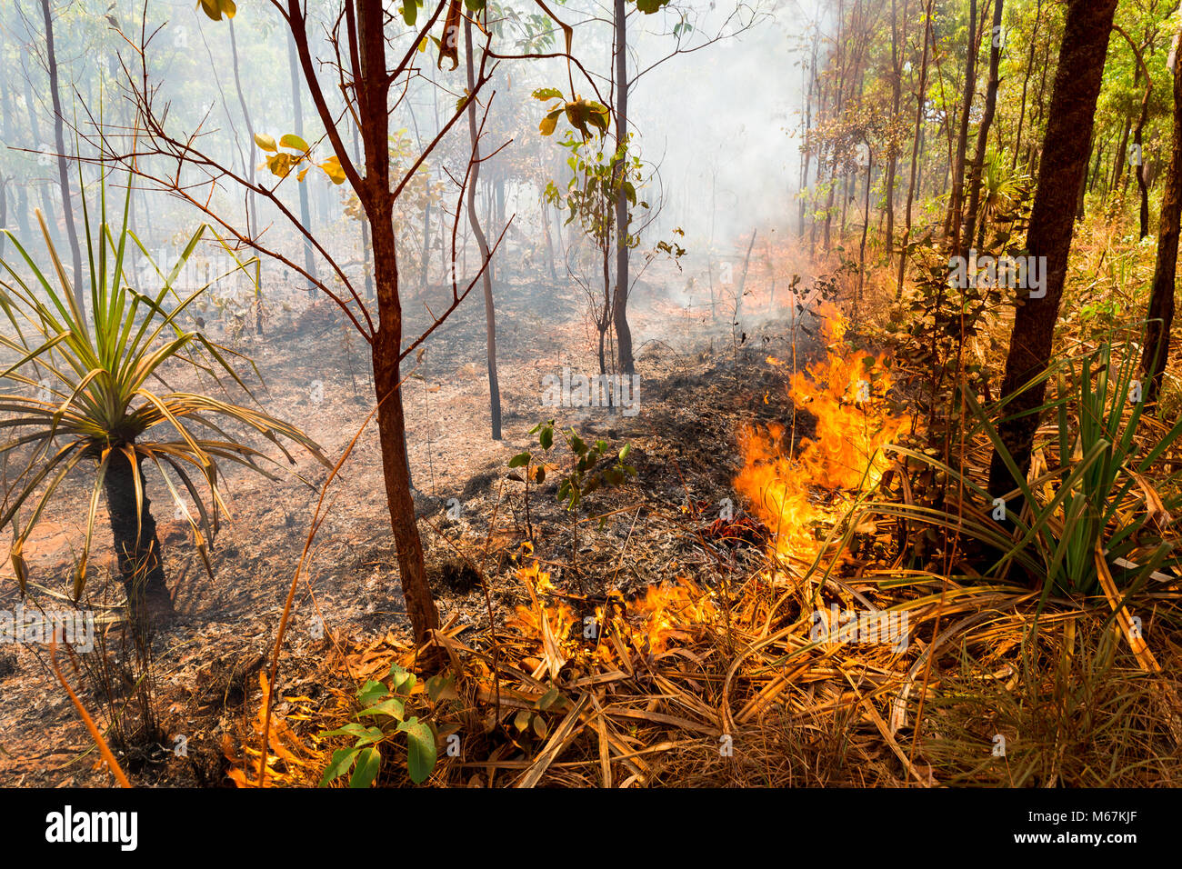 Spät in der trockenen Jahreszeit, Gras- und Buschbränden sind häufig auf dem Kap. Stockfoto