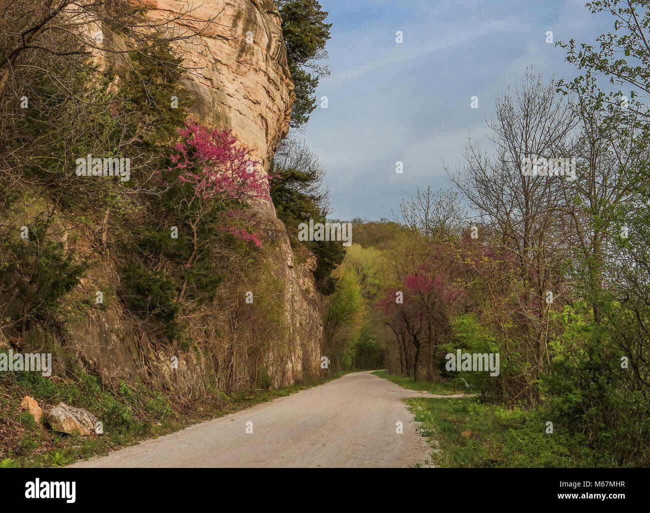 Trail mit blühenden redbud Bäume in der Nähe des Missouri River im Frühjahr; Missouri, USA Stockfoto