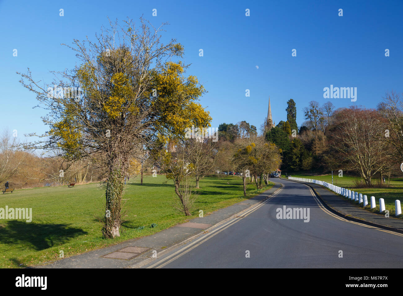 Stern-dreieck Street, Ross-on-Wye, Herefordshire, England, mit Mistel - bedeckte Bäume und den Riverside Weg auf der linken Seite Stockfoto