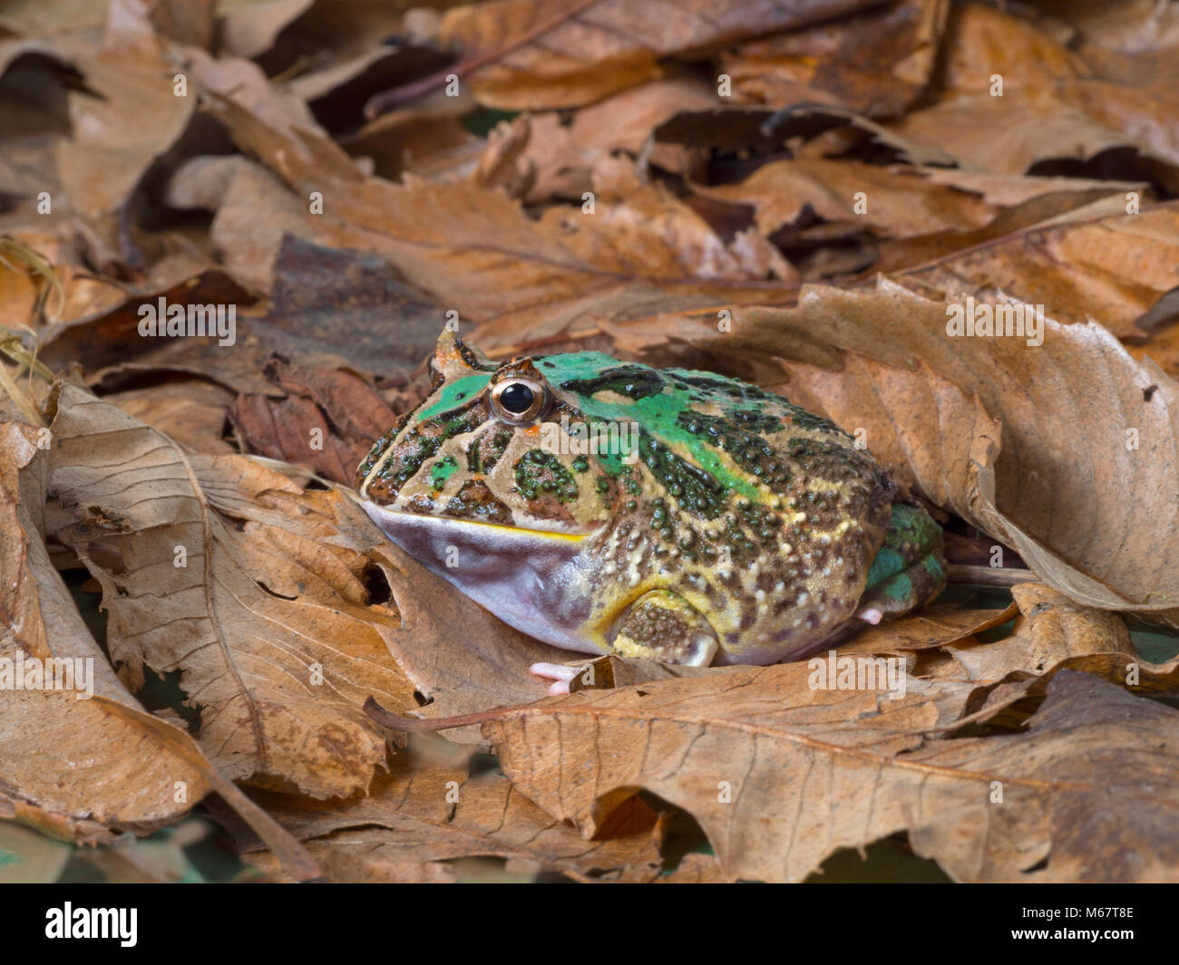 Argentinische horned frog Ceratophrys ornata Stockfoto