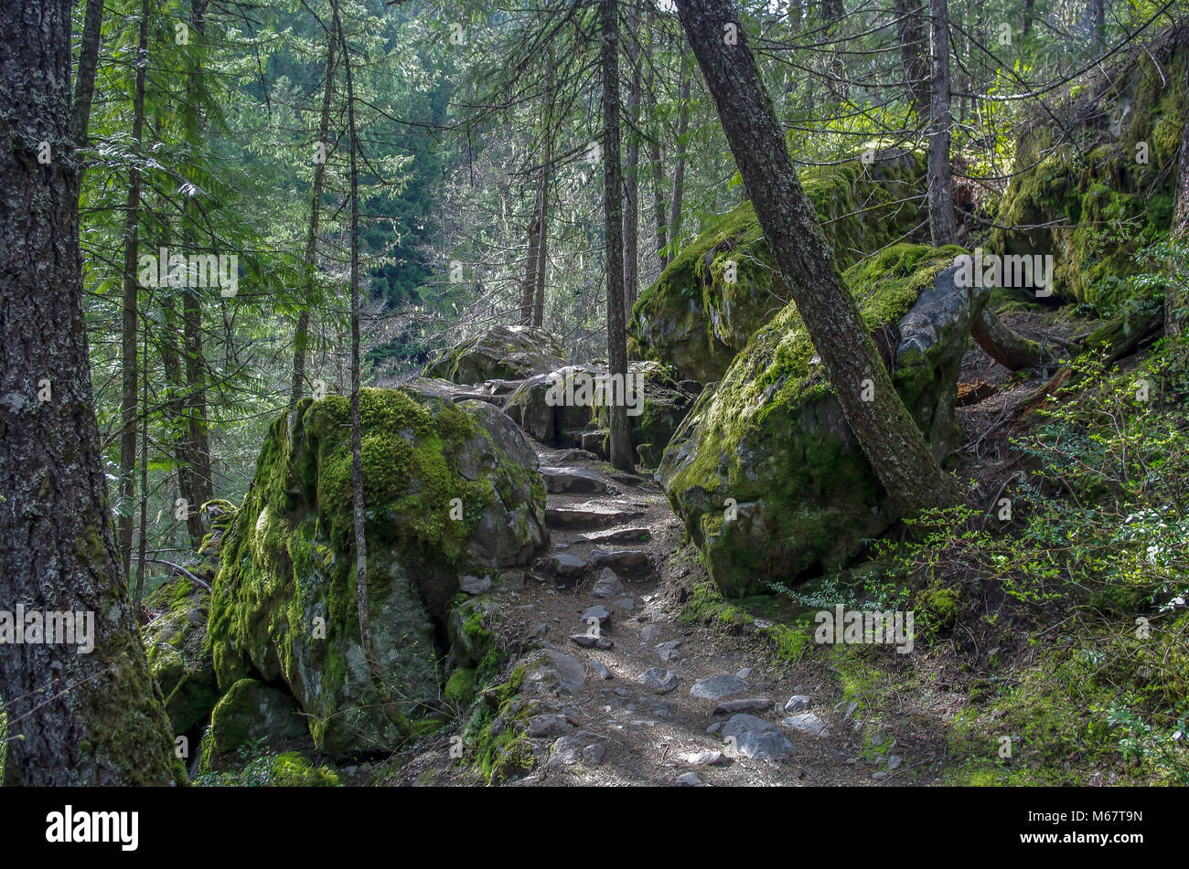 Rock gefüttert Trail durch den Wald in Kanada Stockfoto