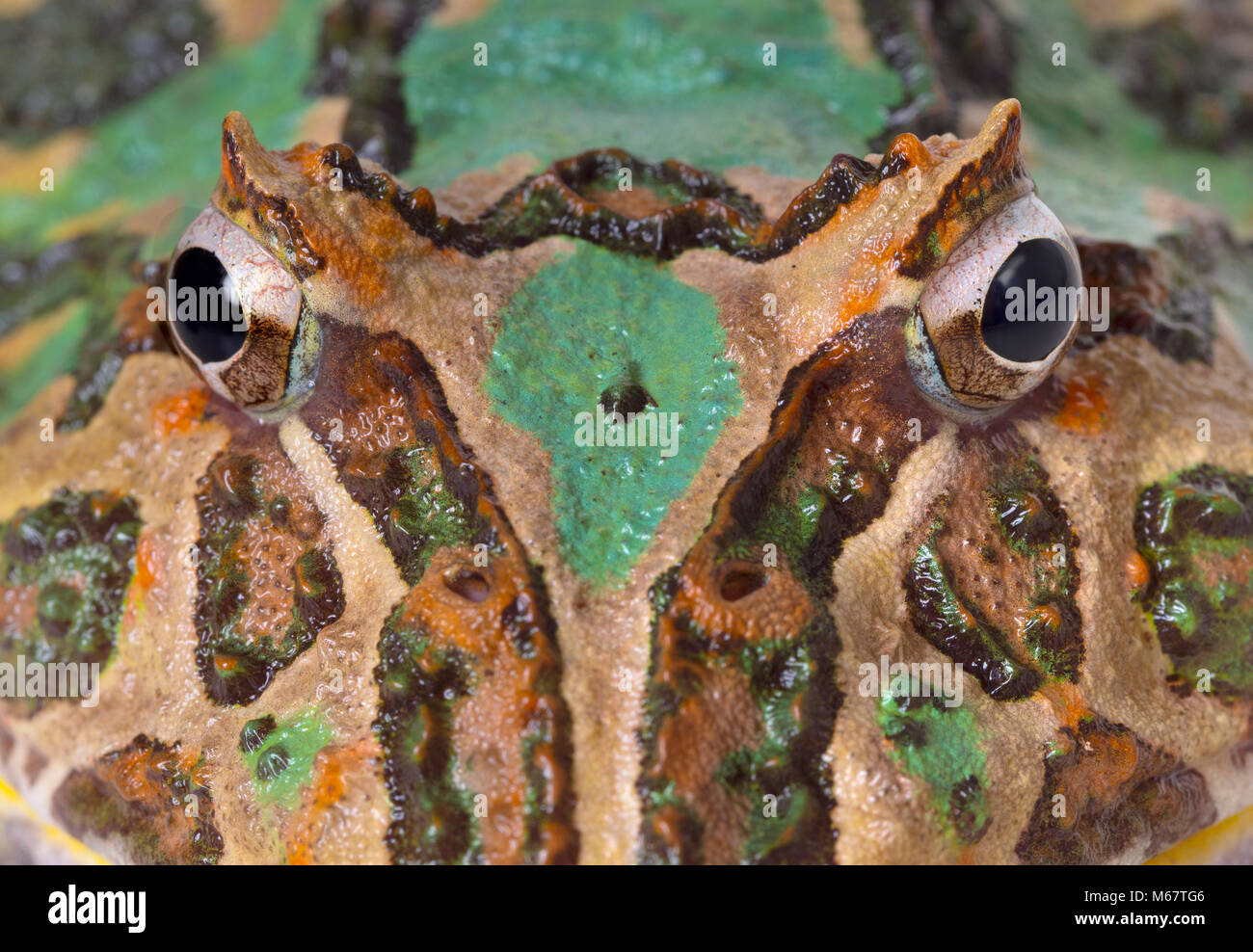 Argentinische horned frog Ceratophrys ornata Stockfoto