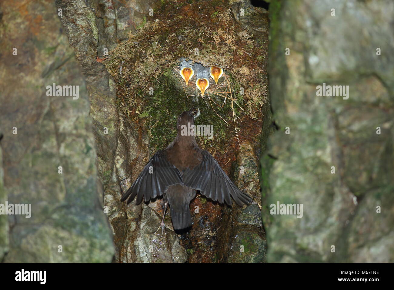 Braun Pendelarm (Cinclus pallasii) in Japan Stockfoto