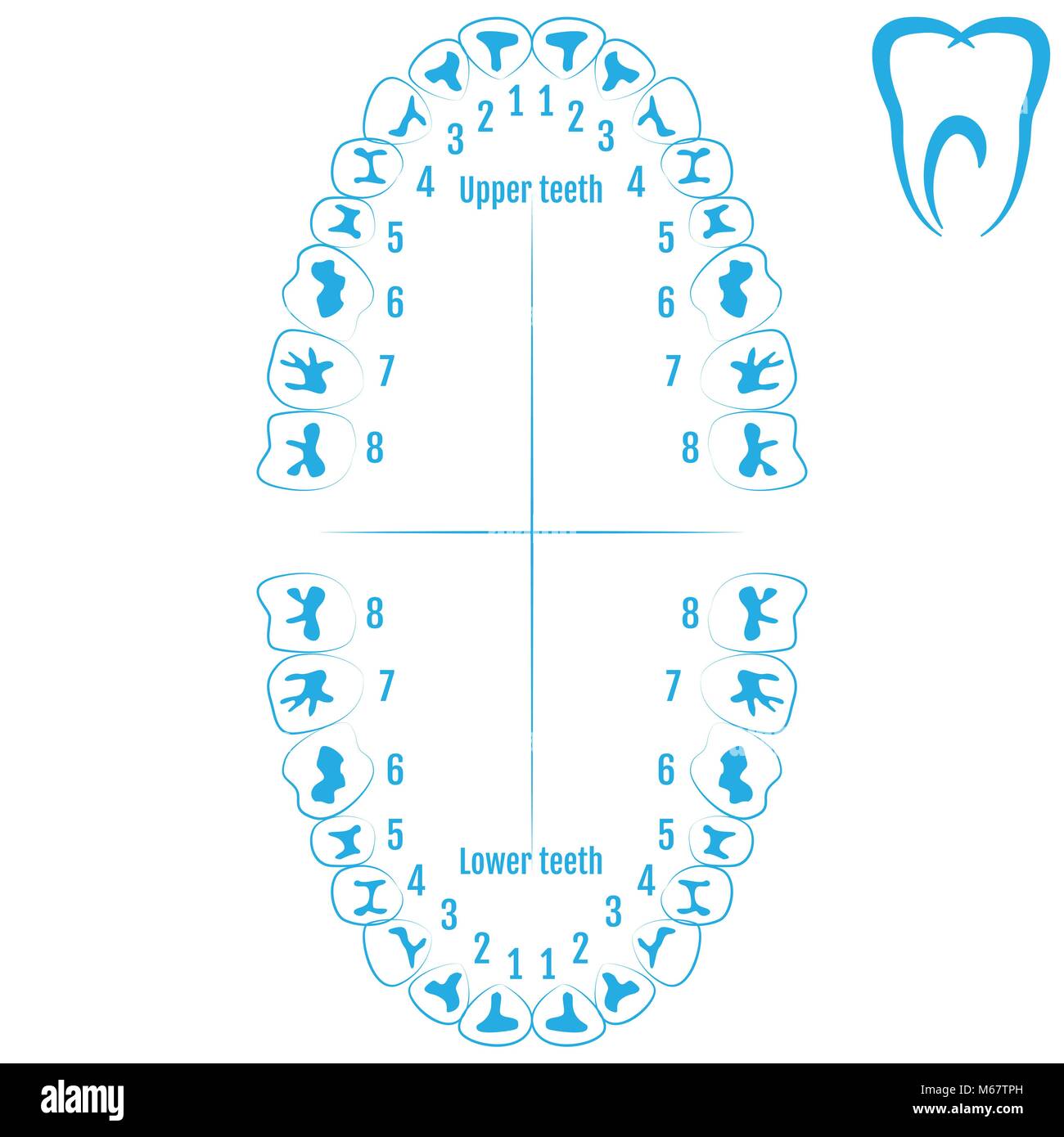 kieferorthopädisch Konzept Symbol isometrisch Vektor. Dental