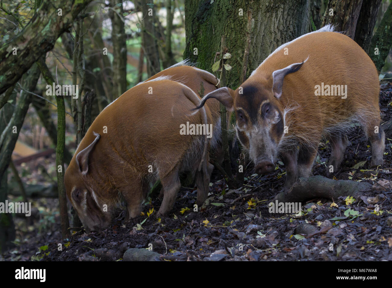 Foto von: Red River Hog Fütterung im Wald Stockfoto