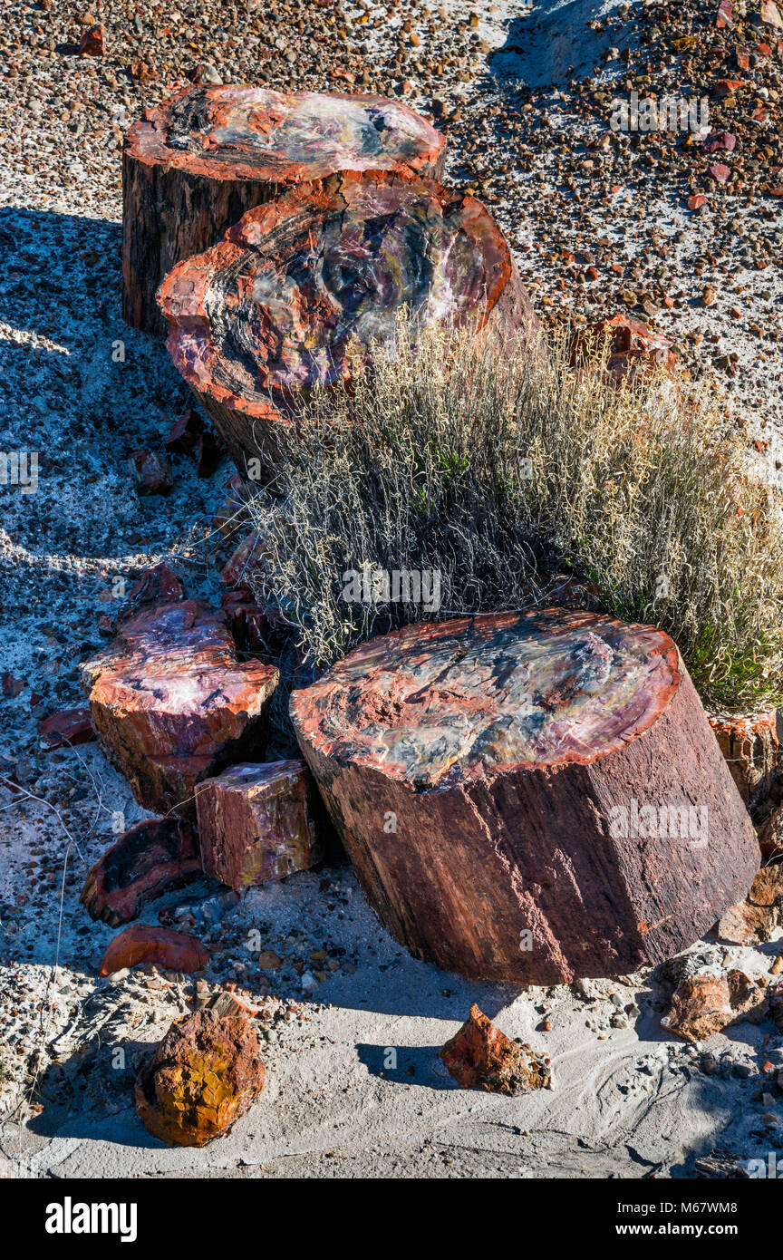 Versteinertes Holz auf Long Logs Trail, Petrified Forest National Park, Colorado Plateau, Arizona, USA Stockfoto
