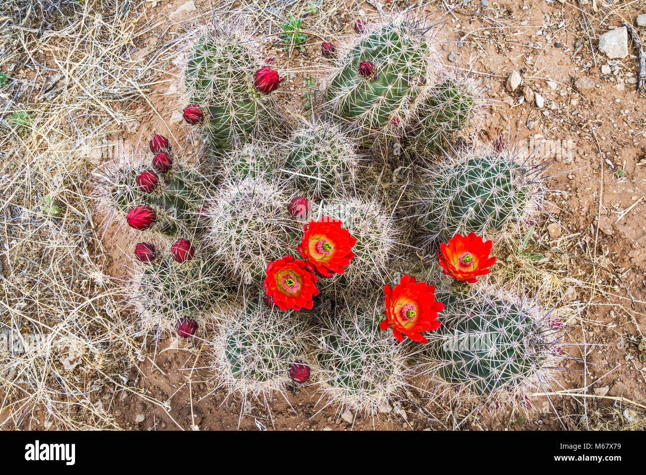 Claret Cup Kaktus (Echinocereus triglochidiatus) in voller Blüte, Hueco Tanks State Park und historischen Ort, Chihuahuan Wüste, in der Nähe von El Paso, Texas, USA Stockfoto