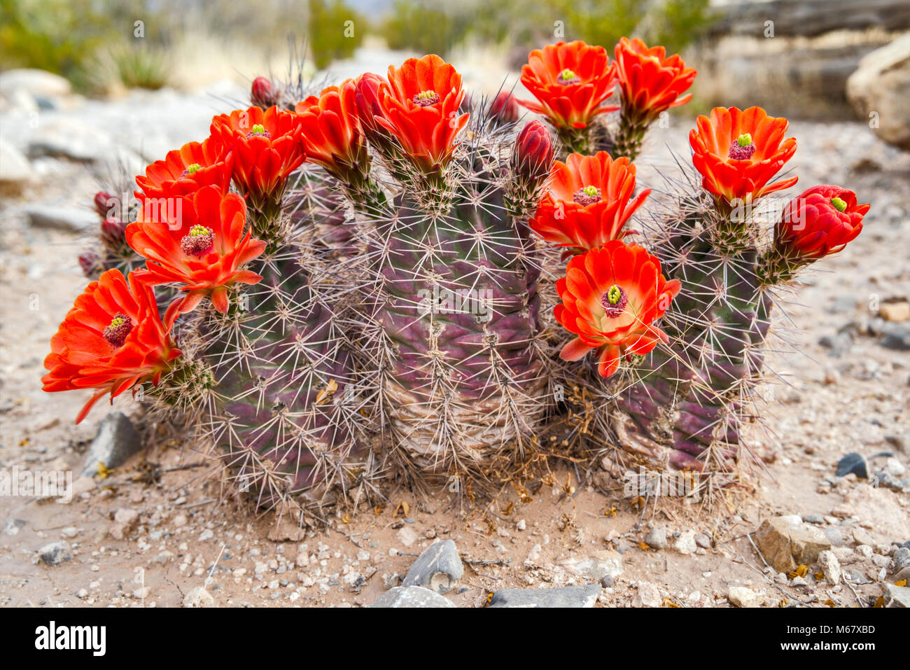Claret Cup Kaktus (Echinocereus triglochidiatus) in voller Blüte, Hueco Tanks State Park und historischen Ort, Chihuahuan Wüste, in der Nähe von El Paso, Texas, USA Stockfoto