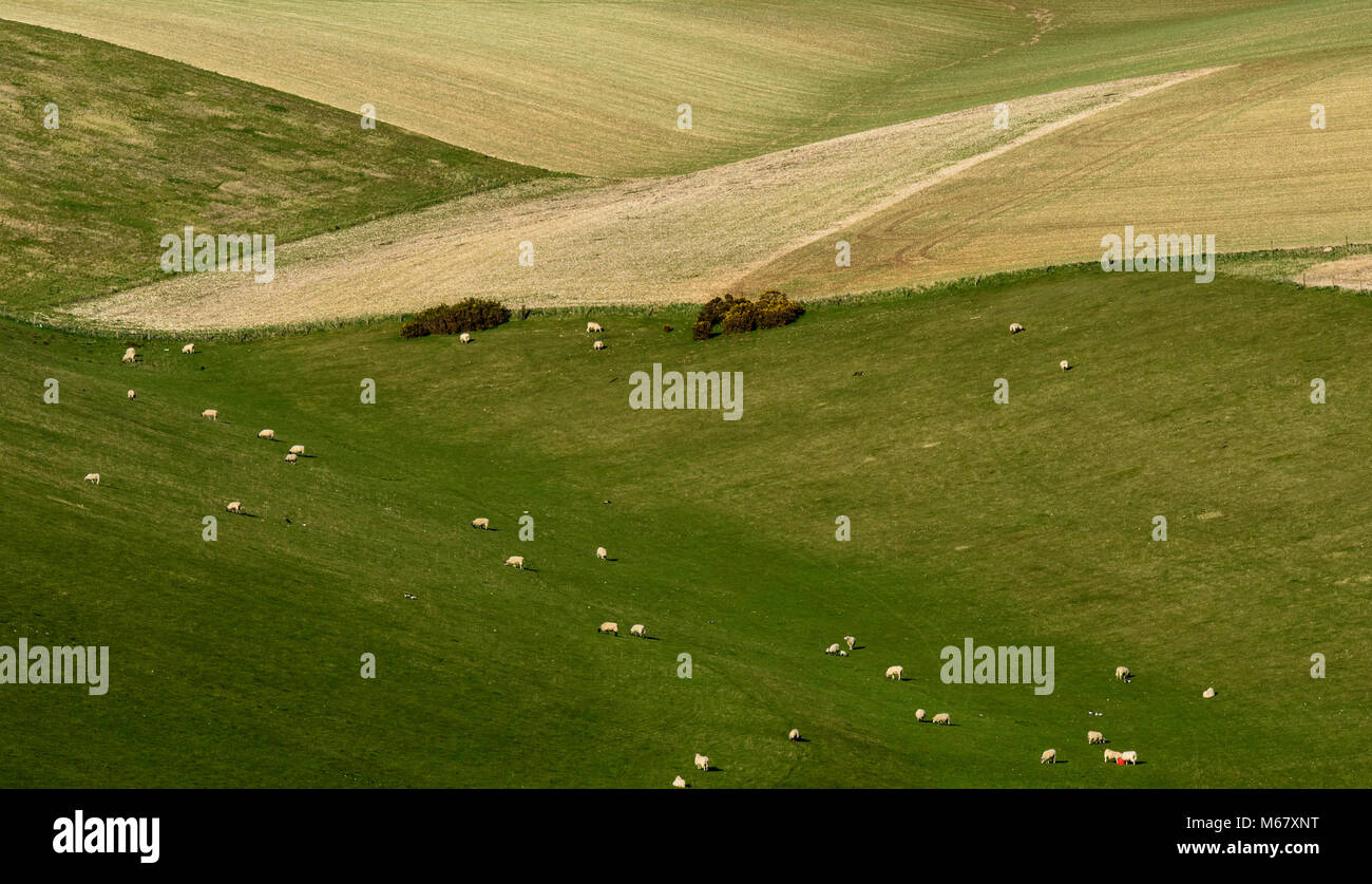 Schafe in einem Feld in Sussex downland in der Nähe von Ditchling Beacon an einem Sommertag. Stockfoto