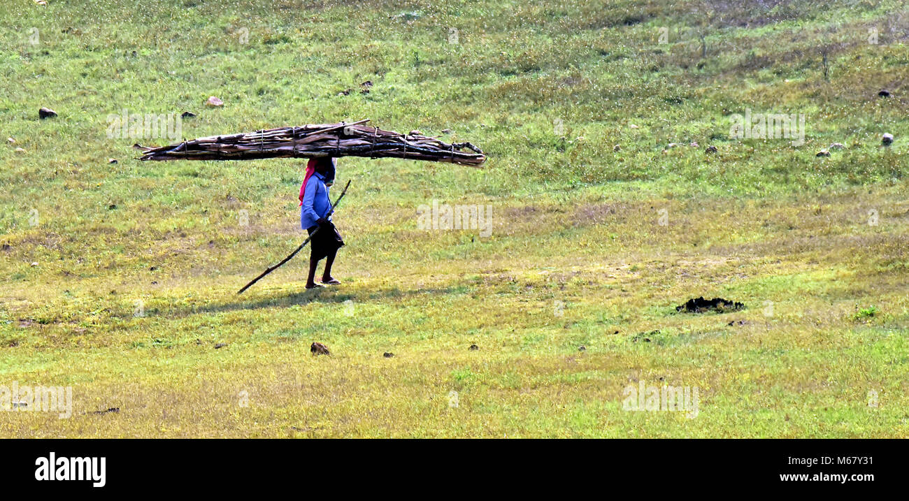 Dieses Foto ist von Thekkady, Kerala. Ein Stamm ist etwas Brennholz im Wald sammeln und er zu seiner Hütte, Stockfoto