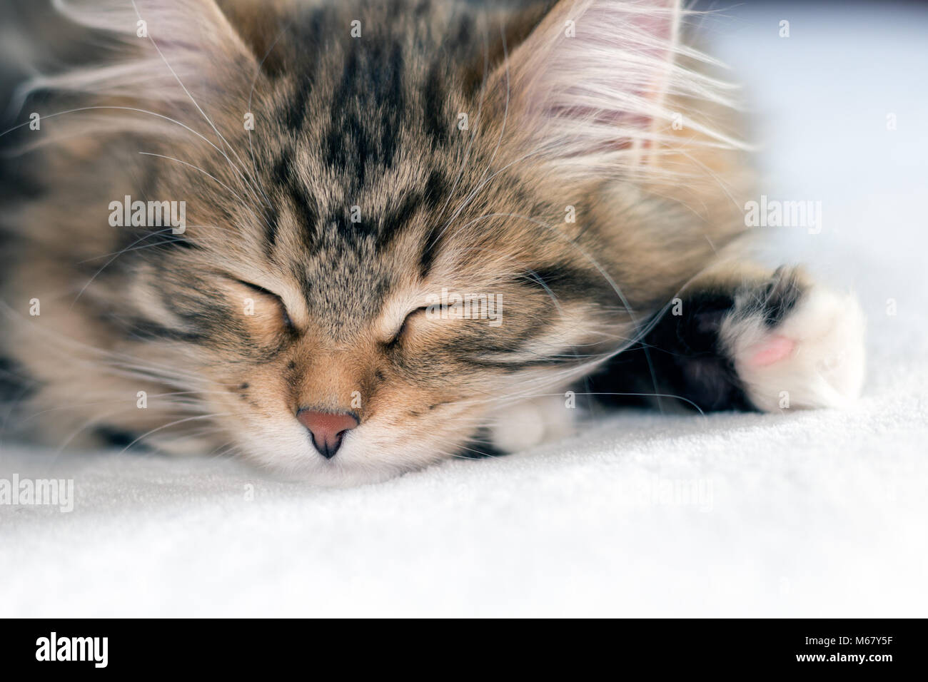 Susse Braun Tabby Kitten Schlafen Auf Einer Weissen Decke Reinrassige Sibirische Waldkatzen Sind Dachte Weniger Allergien Verursachen Stockfotografie Alamy