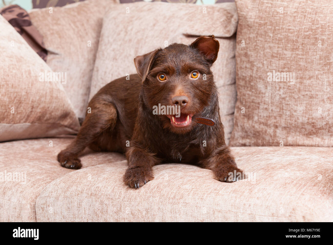 Eine 2 Jahre alte Schokolade braun Patterdale Terrier Hund auf einem Sofa in einem Haus in der UK. 2018. Stockfoto