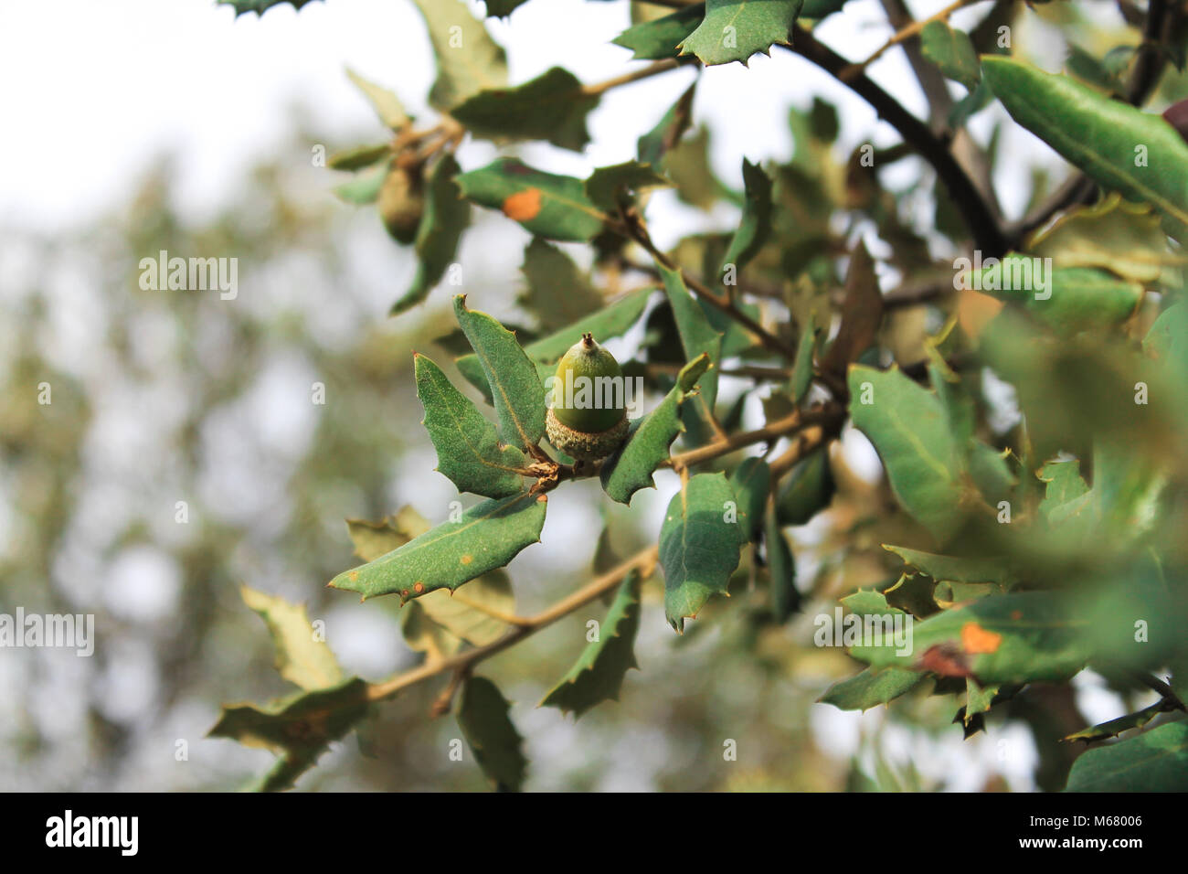 Ein acorn Holding in der Niederlassung von seinem Baum in einem Malaga Feld. Stockfoto