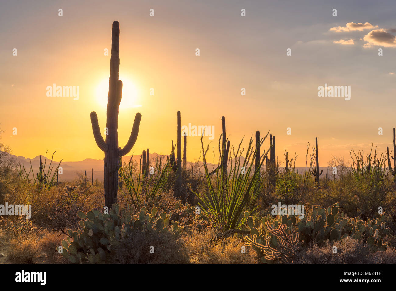 Sonnenuntergang in der Wüste von Arizona mit Saguaro Kakteen und Berge in der Sonoran Wüste in der Nähe von Phoenix. Stockfoto